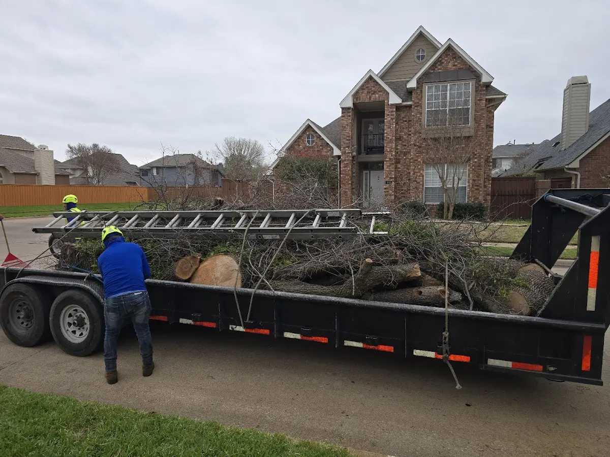 Expert Tree Removal with proper safety equipment in Rillito
